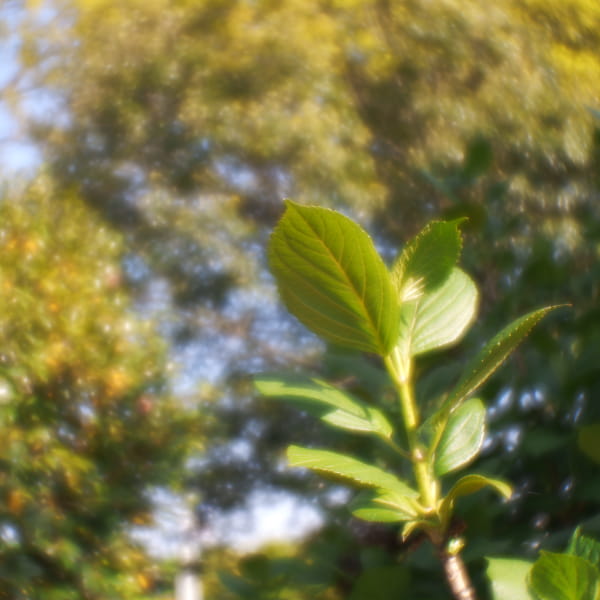 安原製作所 交換レンズ 43mm F6.4 MOMO100(EF) Amazon.co.jp: 安原製作所 交換レンズ 43mm F6.4 MOMO100(M