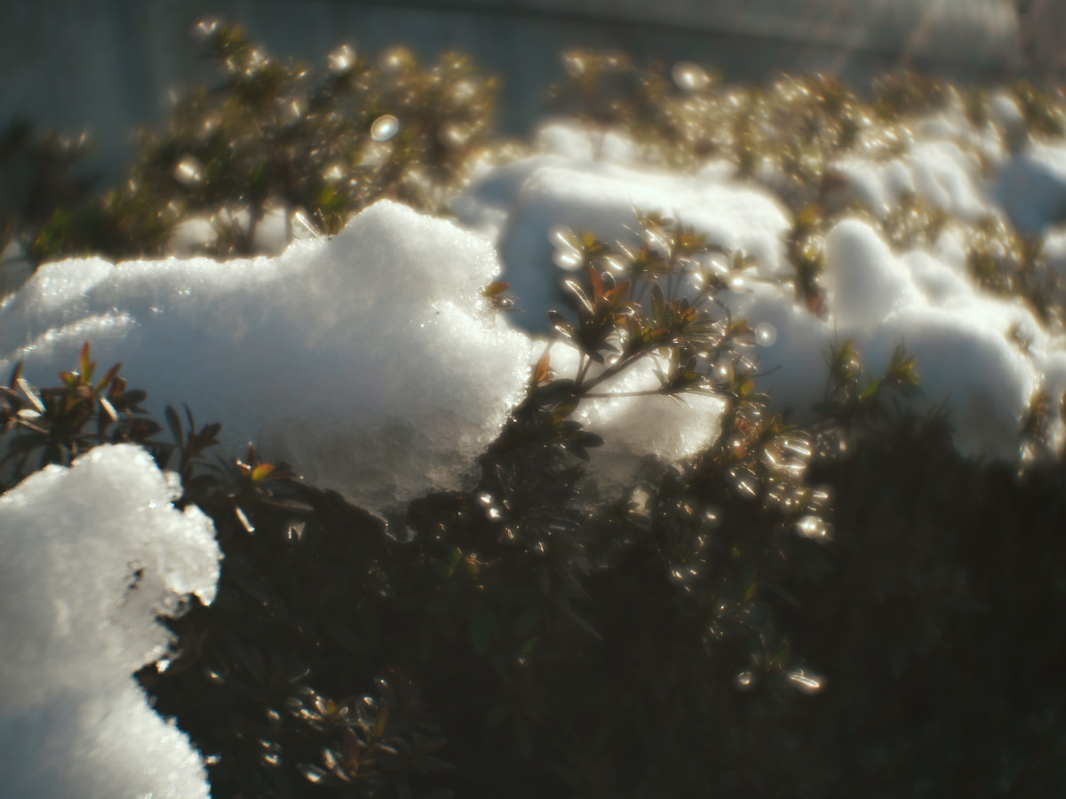 ソフトフォーカスの生垣と雪