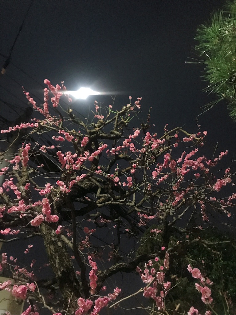f:id:accokanaii:20190220015441j:image