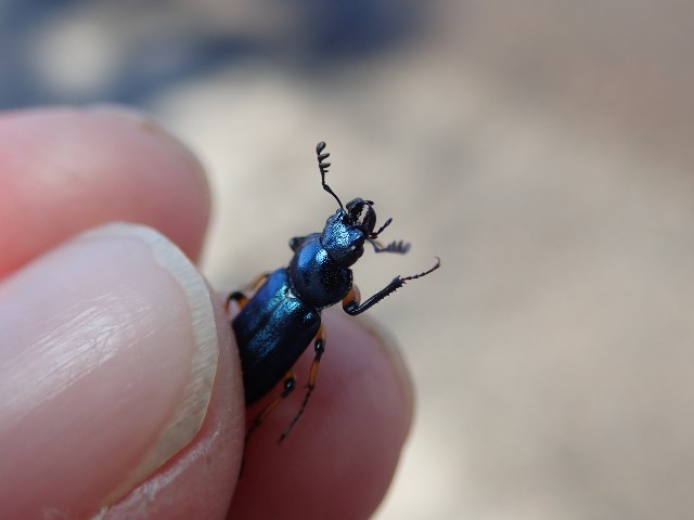 ユキグニコルリクワガタ新芽採集 1日目 - 森雲丹の採集記