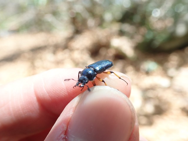 ユキグニコルリクワガタ新芽採集 1日目 - 森雲丹の採集記