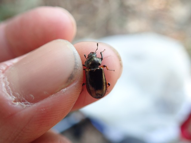 ユキグニコルリクワガタ新芽採集 1日目 - 森雲丹の採集記