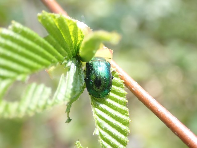 ユキグニコルリクワガタ新芽採集 2日目 - 森雲丹の採集記