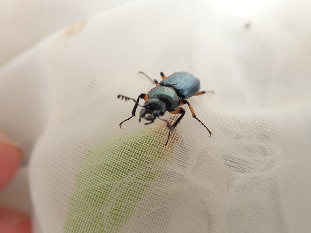 ユキグニコルリクワガタ新芽採集 2日目 - 森雲丹の採集記