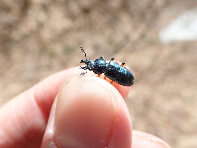 ユキグニコルリクワガタ新芽採集 2日目 - 森雲丹の採集記