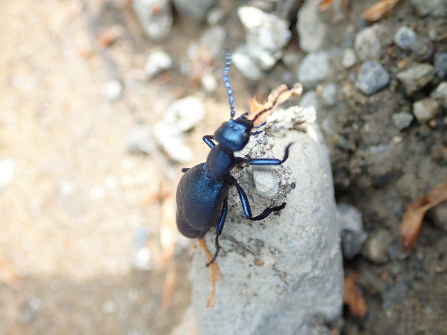 ユキグニコルリクワガタ新芽採集 2日目 - 森雲丹の採集記