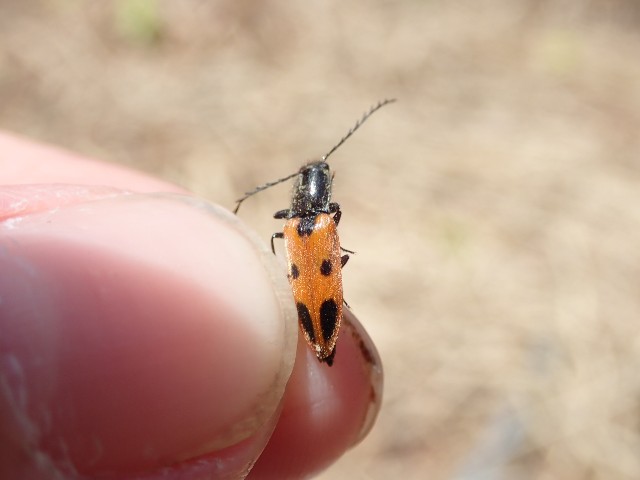 ユキグニコルリクワガタ新芽採集 2日目 - 森雲丹の採集記