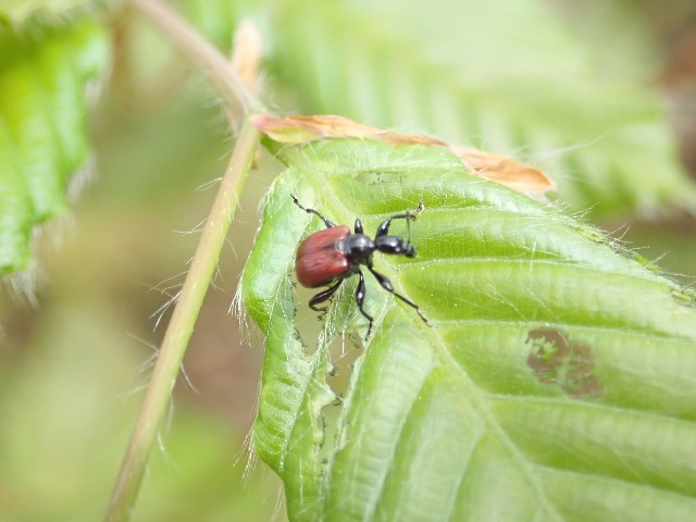 ユキグニコルリクワガタ新芽採集 2日目 - 森雲丹の採集記