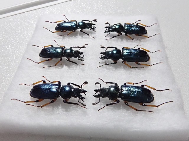 ユキグニコルリクワガタ新芽採集 2日目 - 森雲丹の採集記