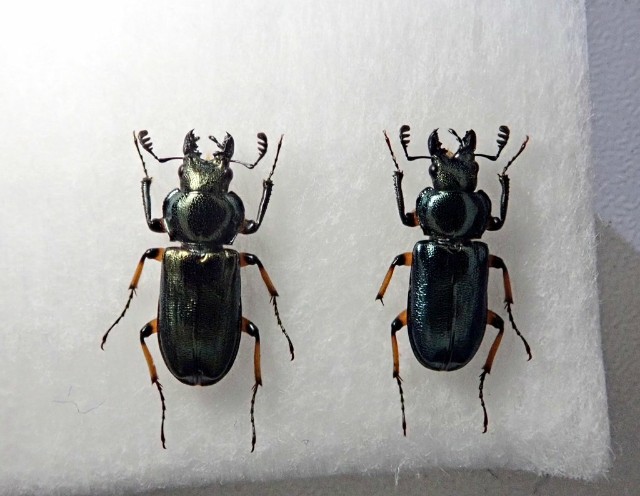 標本　ユキグニコルリクワガタ　15頭 ユキグニコルリクワガタ ♂ 新潟県 - Insect Islands 〜南の島の昆虫