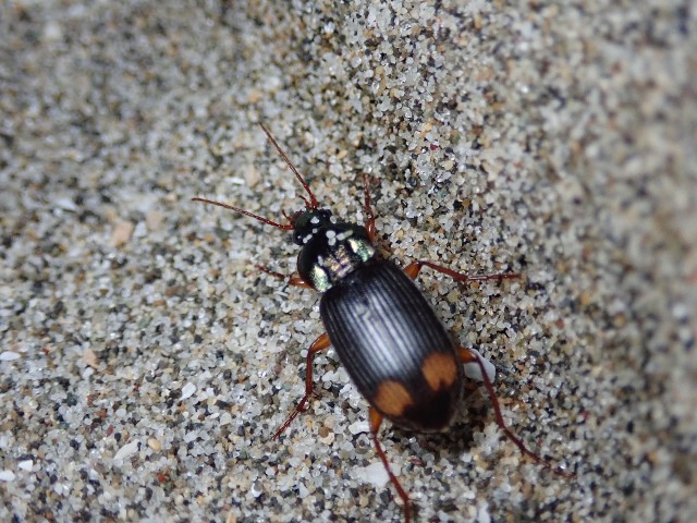 f:id:acer-geto:20190623182044j:image f:id:acer-geto:20190623182044j:image