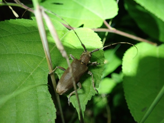 f:id:acer-geto:20190623183331j:image f:id:acer-geto:20190623183331j:image