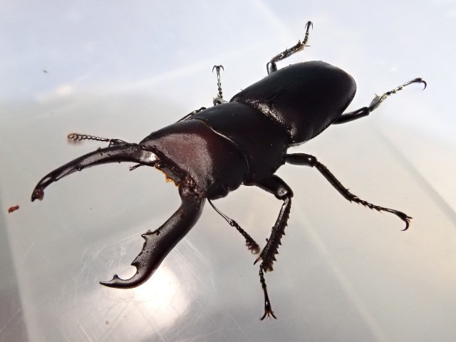 f:id:acer-geto:20190623183459j:image f:id:acer-geto:20190623183459j:image