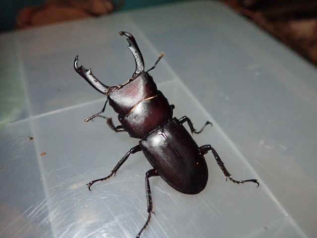 f:id:acer-geto:20190623183524j:image f:id:acer-geto:20190623183524j:image