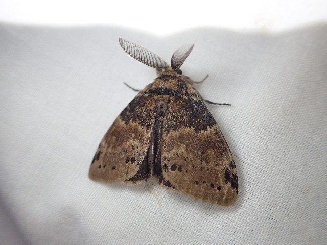 f:id:acer-geto:20190917202816j:image f:id:acer-geto:20190917202816j:image