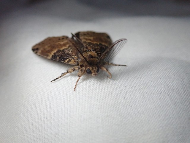 f:id:acer-geto:20190917202824j:image f:id:acer-geto:20190917202824j:image