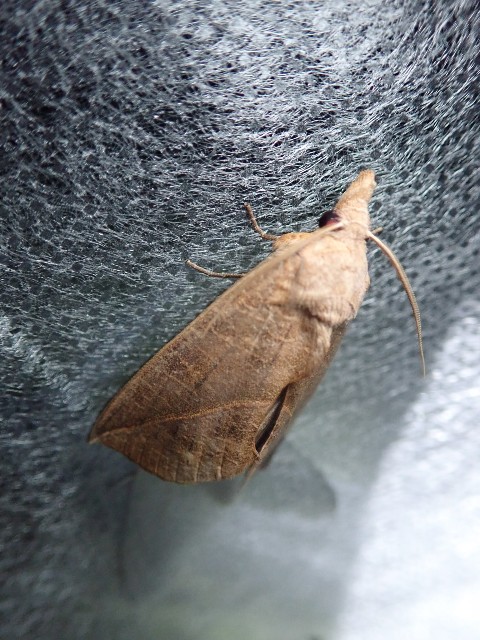 f:id:acer-geto:20190917204400j:image f:id:acer-geto:20190917204400j:image