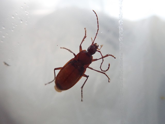 f:id:acer-geto:20190917204843j:image f:id:acer-geto:20190917204843j:image