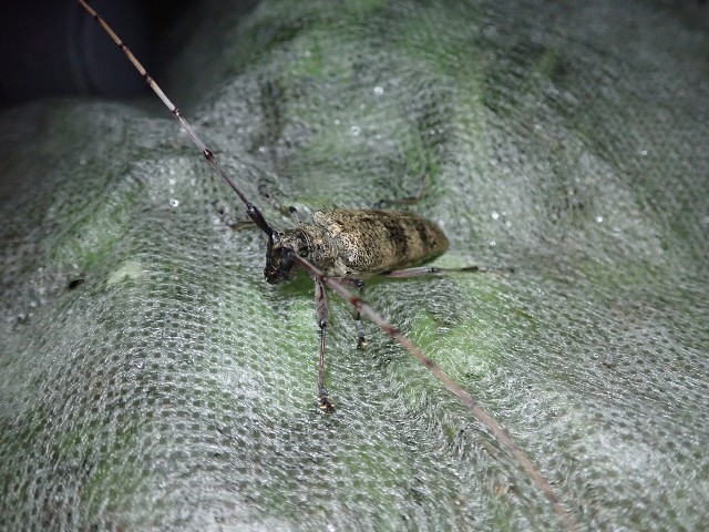 f:id:acer-geto:20190917205827j:image f:id:acer-geto:20190917205827j:image