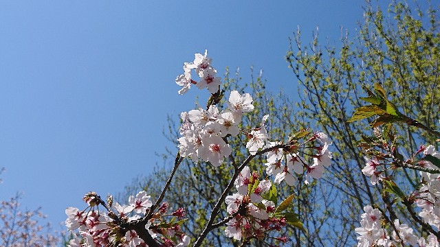 f:id:acer-geto:20200411182546j:image