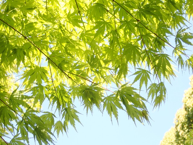 f:id:acer-geto:20200411183658j:image