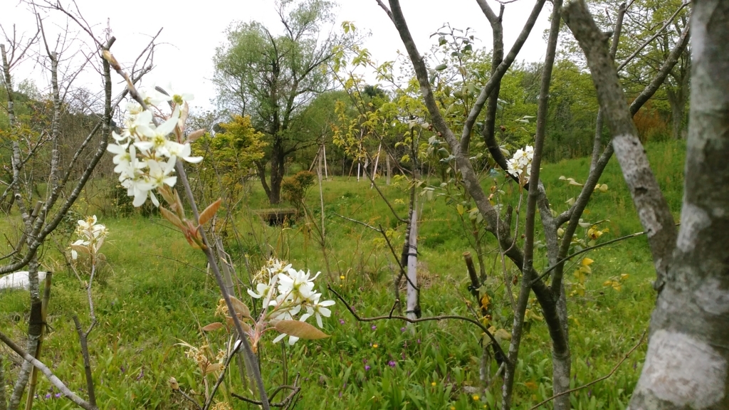 f:id:acha03:20170917101546j:plain