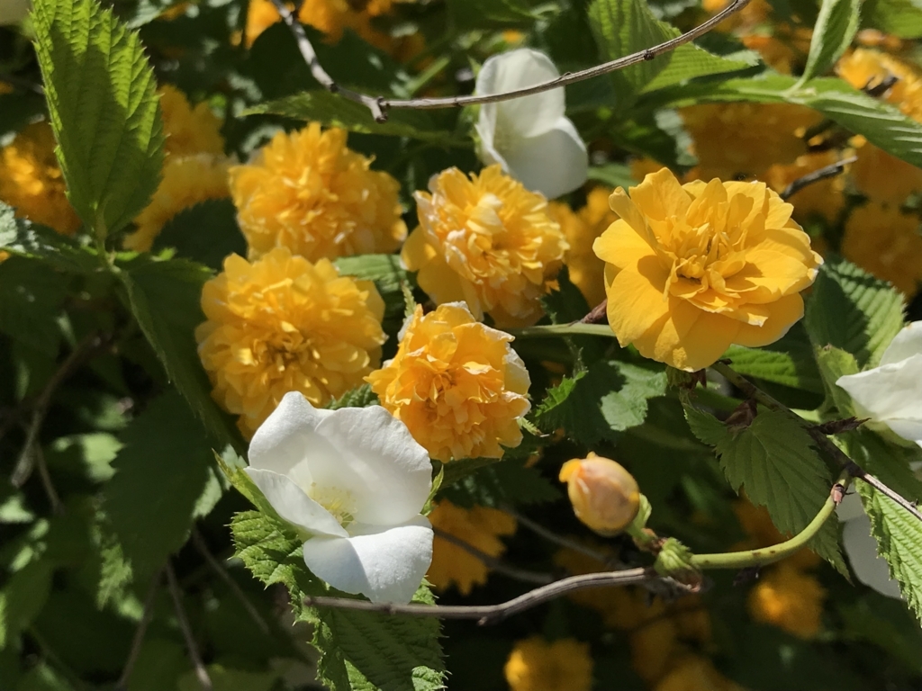 f:id:acha03:20180619111110j:plain f:id:acha03:20180619111110j:plain