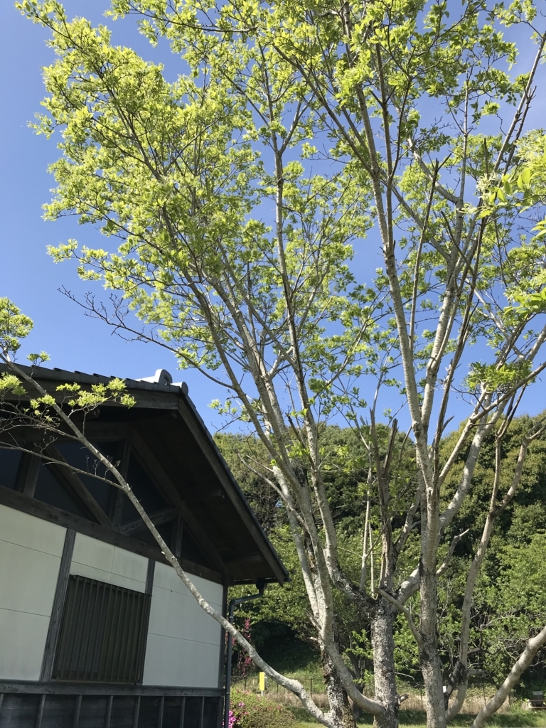 f:id:acha03:20180619111145j:plain f:id:acha03:20180619111145j:plain