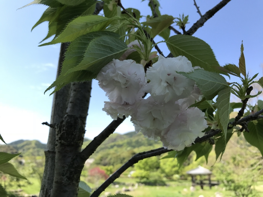 f:id:acha03:20180619112046j:plain f:id:acha03:20180619112046j:plain