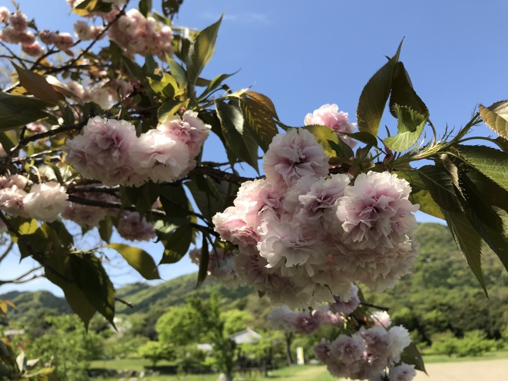 f:id:acha03:20180619112105j:plain f:id:acha03:20180619112105j:plain
