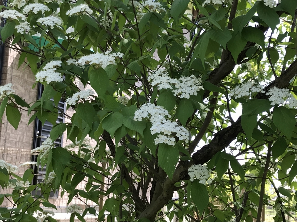 f:id:acha03:20180619112119j:plain f:id:acha03:20180619112119j:plain