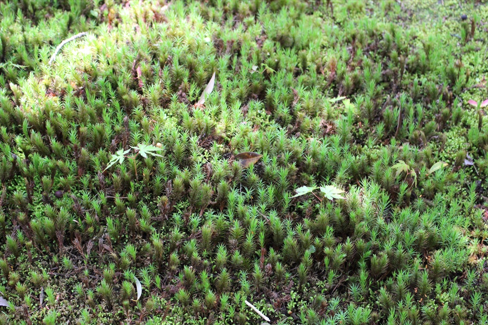 f:id:acha03:20190327154540j:plain f:id:acha03:20190327154540j:plain