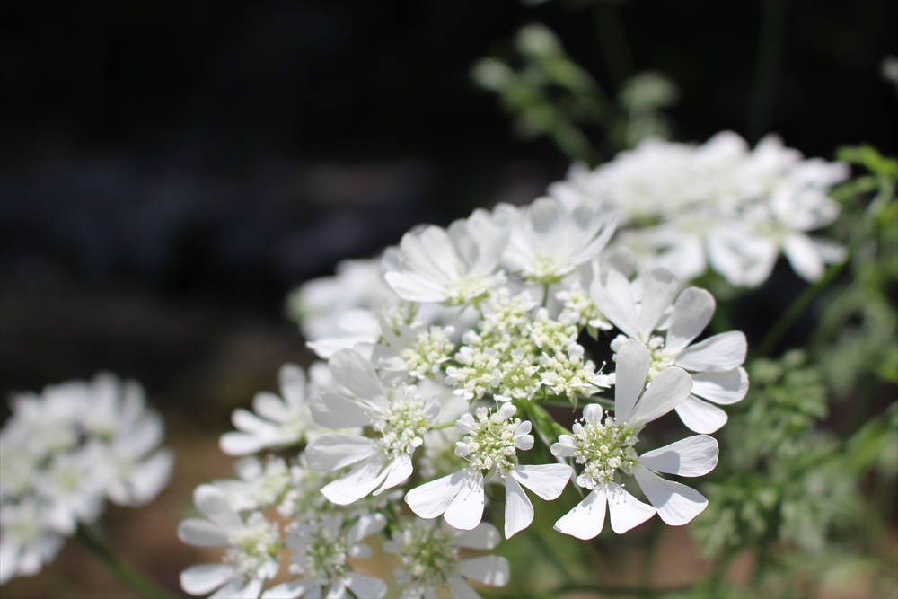 f:id:acha03:20190327154707j:plain f:id:acha03:20190327154707j:plain