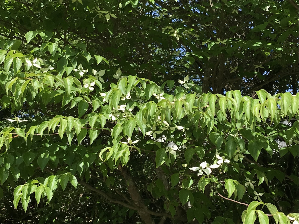 f:id:acha03:20190327164304j:plain f:id:acha03:20190327164304j:plain