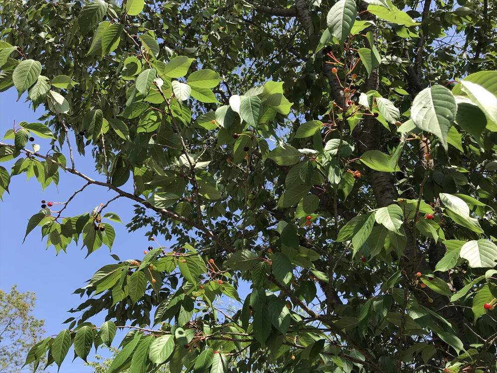 f:id:acha03:20190327164428j:plain f:id:acha03:20190327164428j:plain