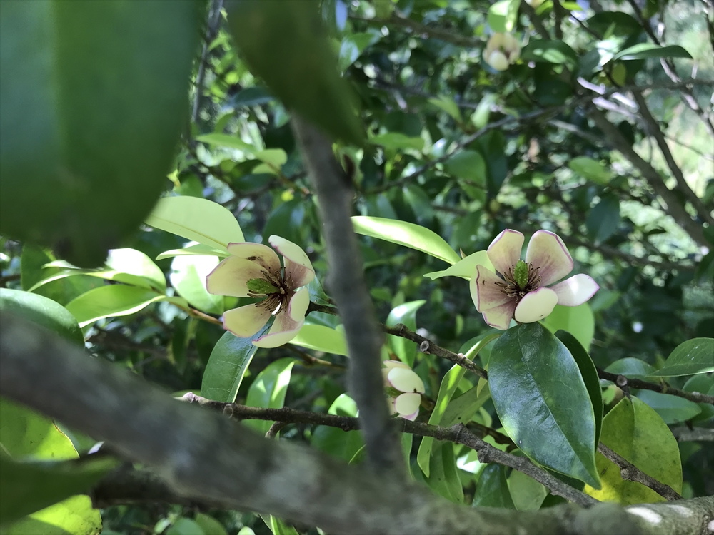 f:id:acha03:20190327164529j:plain f:id:acha03:20190327164529j:plain