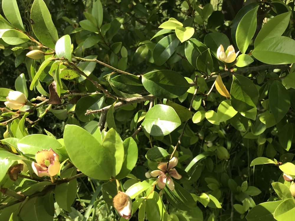 f:id:acha03:20190327164542j:plain f:id:acha03:20190327164542j:plain