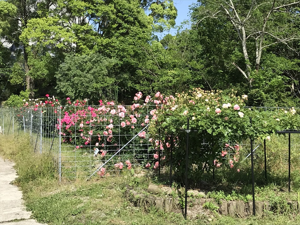 f:id:acha03:20190327164634j:plain f:id:acha03:20190327164634j:plain