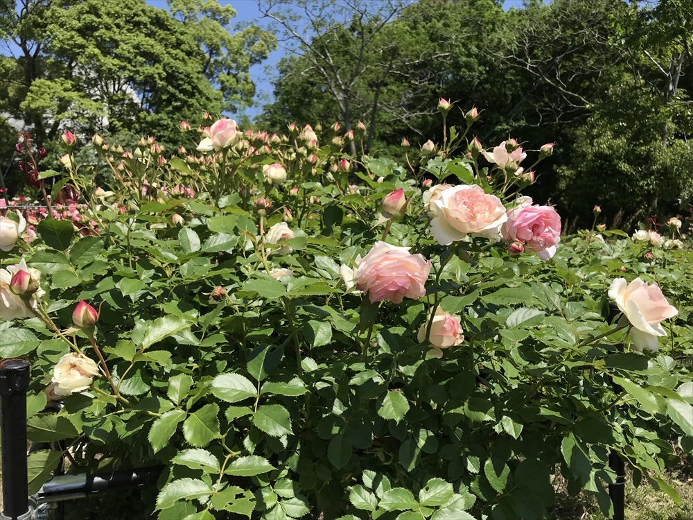 f:id:acha03:20190328073953j:plain