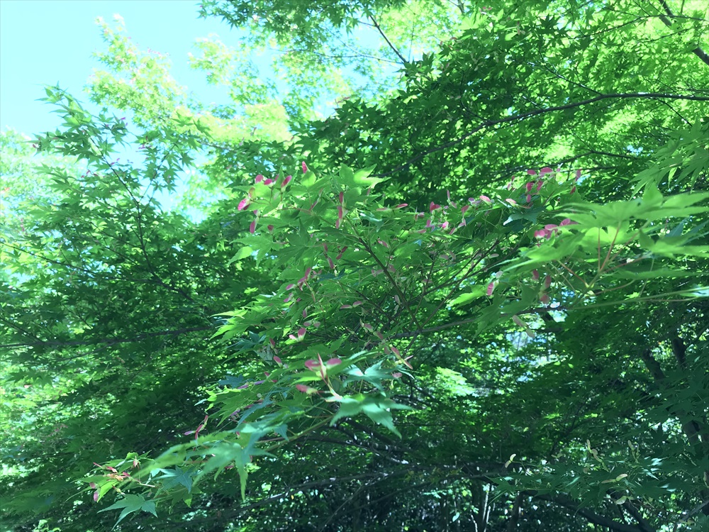 f:id:acha03:20190328074239j:plain