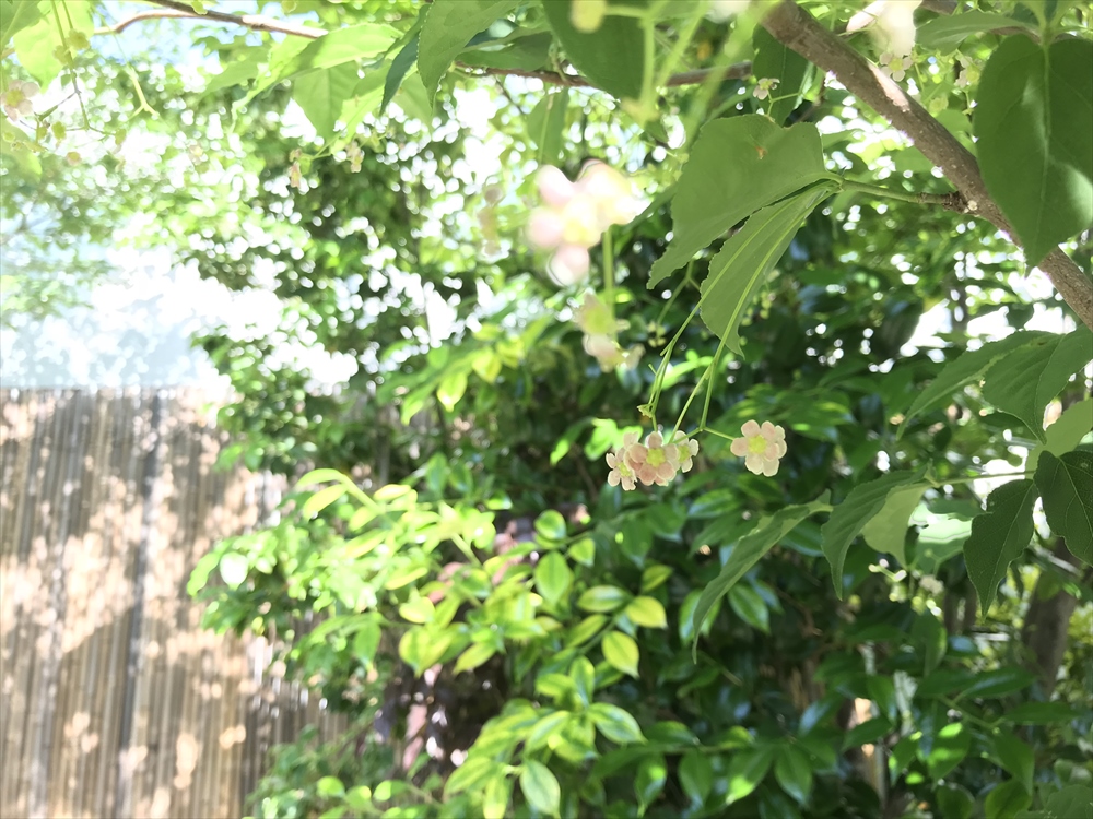f:id:acha03:20190328102737j:plain