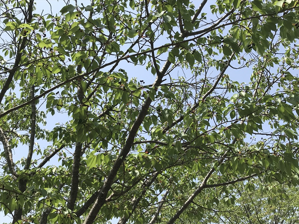 f:id:acha03:20190328161034j:plain f:id:acha03:20190328161034j:plain