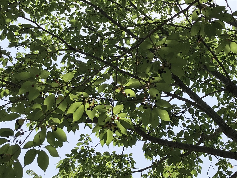 f:id:acha03:20190328161101j:plain f:id:acha03:20190328161101j:plain