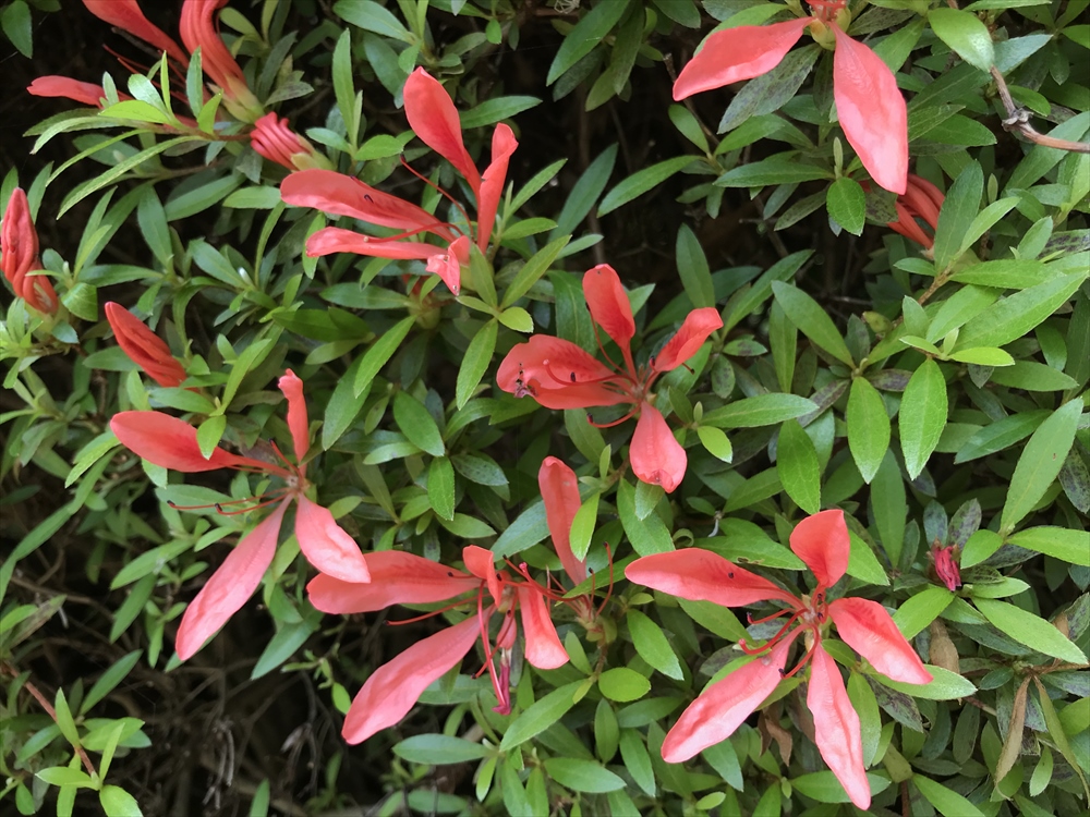 f:id:acha03:20190328161141j:plain f:id:acha03:20190328161141j:plain