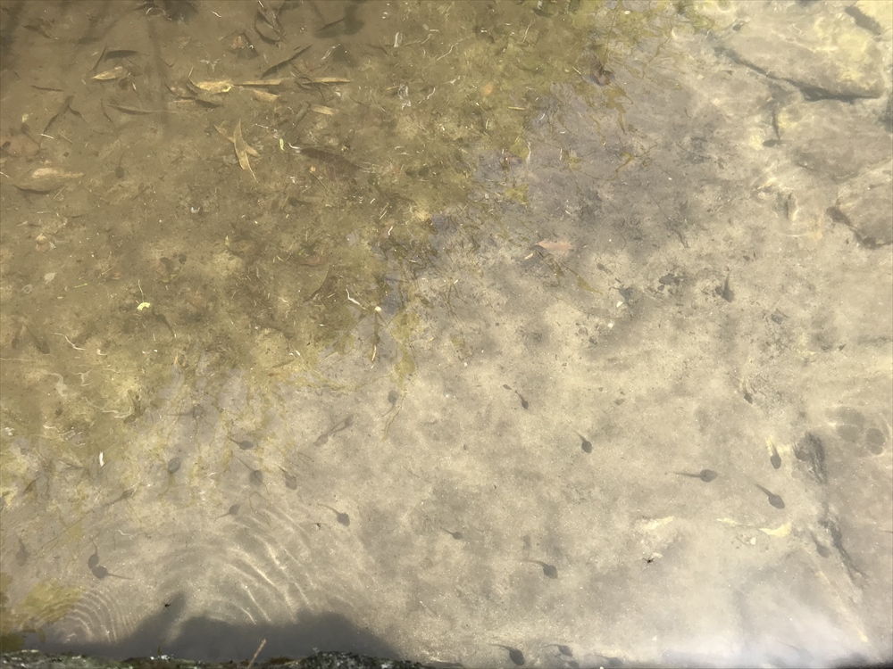 f:id:acha03:20190328161440j:plain f:id:acha03:20190328161440j:plain