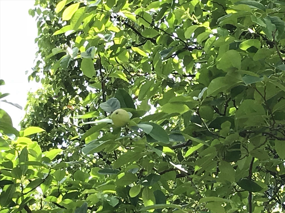f:id:acha03:20190328161552j:plain f:id:acha03:20190328161552j:plain