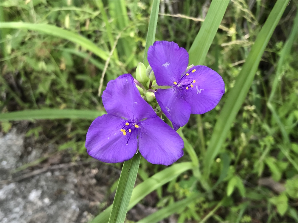 f:id:acha03:20190329073104j:plain