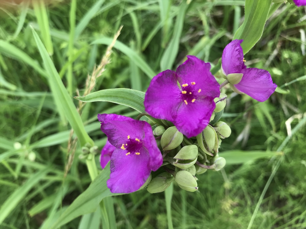 f:id:acha03:20190329073116j:plain