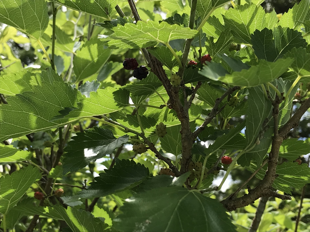 f:id:acha03:20190329073338j:plain