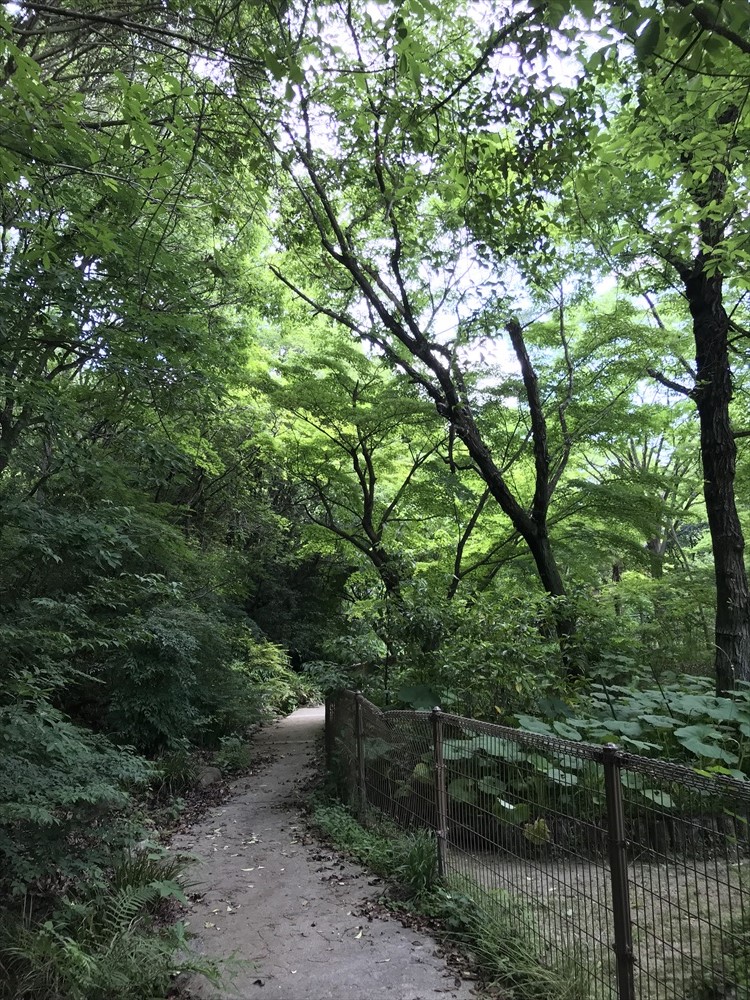 f:id:acha03:20190329073417j:plain